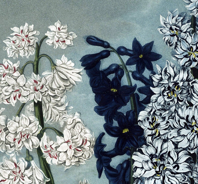 May include: A vintage botanical illustration featuring three types of flowers: white hyacinths, dark blue delphiniums, and white and blue hyacinths. The flowers are painted in a realistic style against a light blue background.