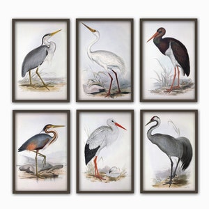 Set of 6 Wild Birds Print,  Antique Bird Illustration, Ornithology Poster, Antique Birds Print, Bird Gallery, Stork, Crane, Egret
