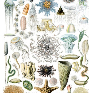 May include: A vintage illustration of various sea creatures, including jellyfish, sea anemones, starfish, sea urchins, and sponges. The illustration is in a detailed, colorful style, with each creature depicted in a realistic manner.