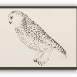 Snowy Owl Bird Print Horizontal Print Wild Bird Illustration by Olof Rudbeck Swedish Bird Collection Print Art-770(17)