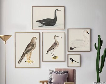 Vintage Bird Print Set, Gallery Wall Art, Set of 5