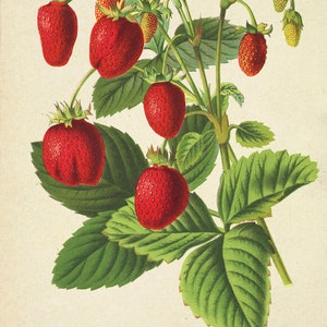 Antique Strawberry Print, Berry Botanical Illustration, Kitchen Berry Wall Art Decor, Berry Poster image 5