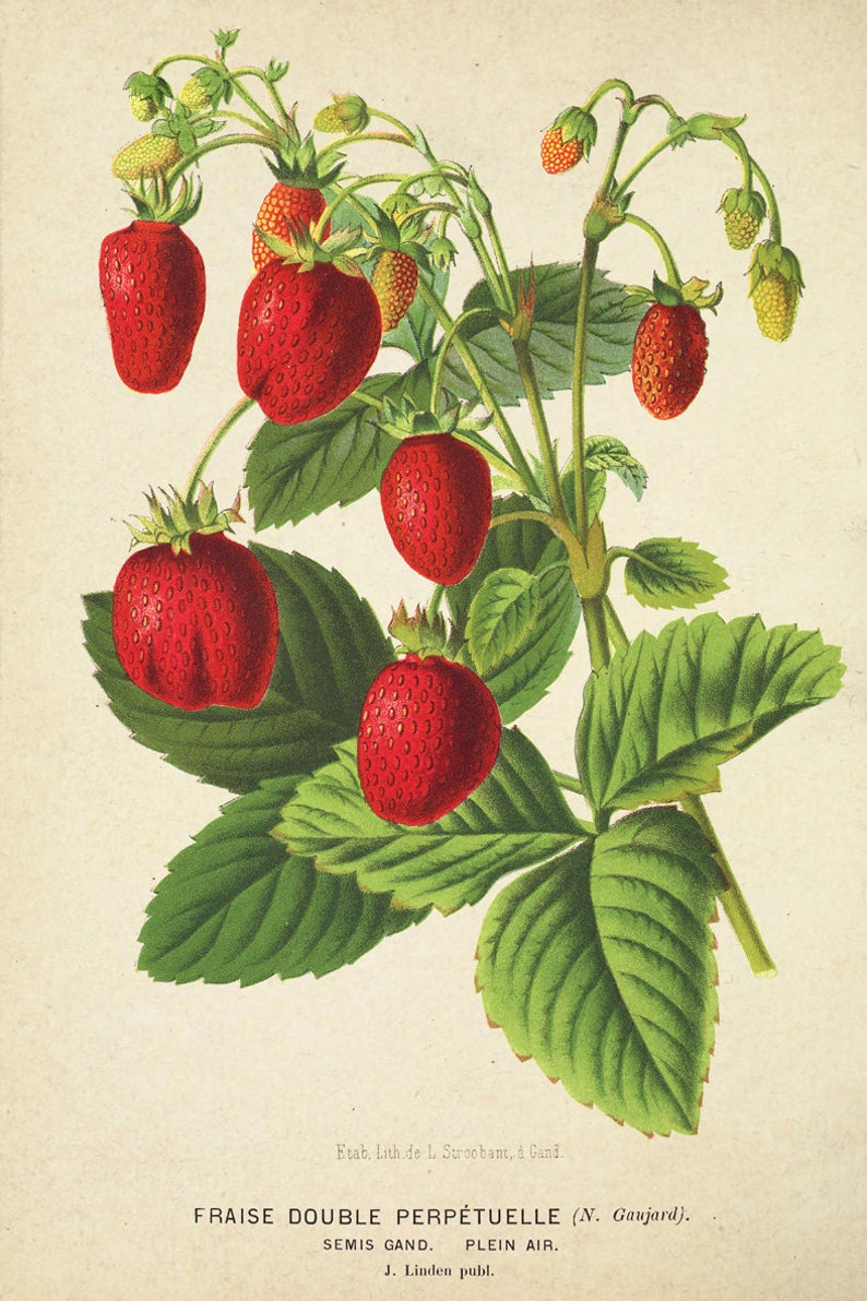 Antique Strawberry Print, Berry Botanical Illustration, Kitchen Berry Wall Art Decor, Berry Poster image 5