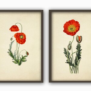 Poppy Prints, Botanical Flower Decor Set of 2, Vintage Illustration, Large Poster, Red Green