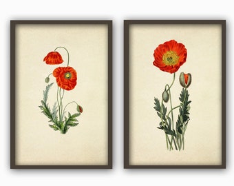 Láminas de flores de amapola, decoración botánica floral, juego de 2, ilustración vintage, póster grande, rojo y verde