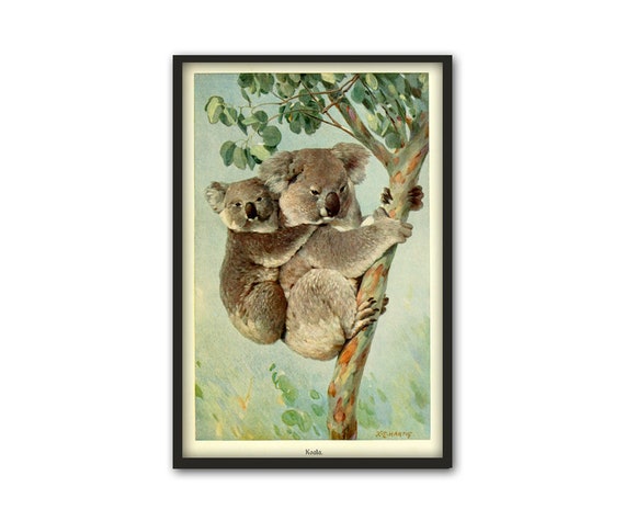 コアラのプリント オーストラリアの動物の絵、動物の壁アート装飾
