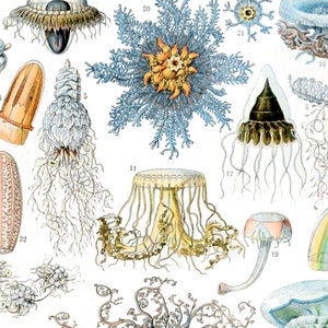 May include: A vintage illustration of various jellyfish and other sea creatures. The illustration is in a detailed, hand-drawn style with vibrant colors. The jellyfish are depicted in various stages of development, from polyps to mature medusas. The illustration is labeled with numbers and names, making it a valuable resource for marine biology students and enthusiasts.