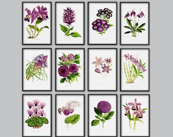 Flowers Art Print  Set of 12 - Gallery Wall - Botanical Art - Large Wall Decor - Purple