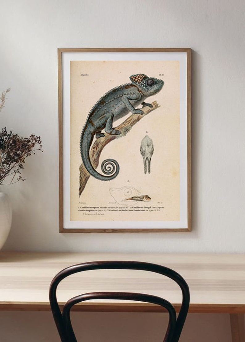 Chameleon Print Animal Wall Decor Lizard Reptile Tropical Animal Large Wall Art Decor Grey image 9