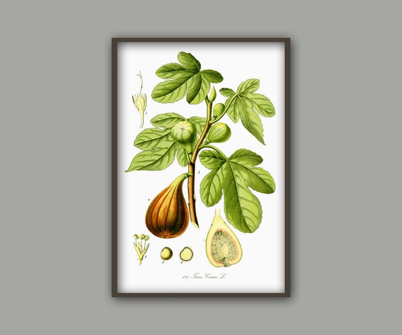 Fig Vegetable Wall Art Print, Vegetable Botanical Illustration, Food Print, Kitchen Wall Art Print, Kitchen Decor