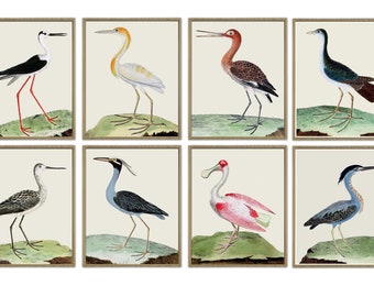 Antique Bird Print Set, Ornithology Wall Decor