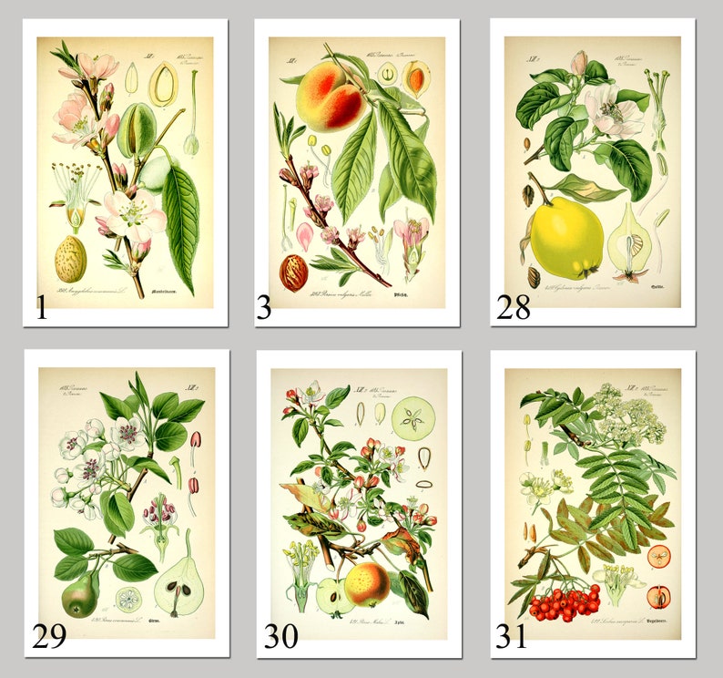 Fruit Art Print Set of 6 Botanical Fruit Home Decor Antique - Etsy