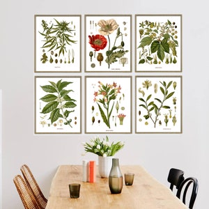 Puede incluir: Conjunto de seis estampas bot&aacute;nicas con ilustraciones de diversas plantas, incluyendo cannabis, amapola, caf&eacute;, tabaco y jazm&iacute;n. Las estampas est&aacute;n enmarcadas en un marco sencillo de madera clara y se exhiben en una pared blanca sobre una mesa de madera.