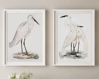 White Heron Bird Print, Bird Wall Art, Bird Art Illustration Print, Bird Set of 2, Ornithology Poster, Bird Poster