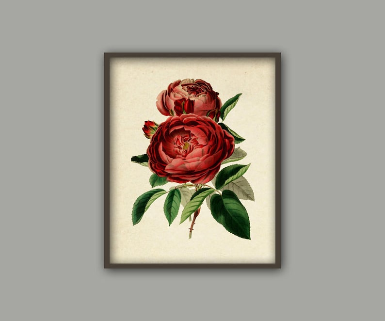 May include: A vintage botanical illustration of two red roses with green leaves and stems on a cream background.