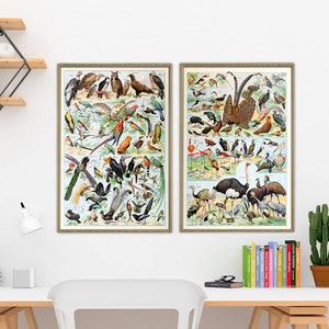 Vibrant Bird Print Set of 2, Tropical Birds , Antique Illustration Print Set of 2