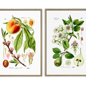 Fruit Print Set of 2, Kitchen Wall Decor, Vintage Botanical Illustration, Peach, Pear  Art-130(2)