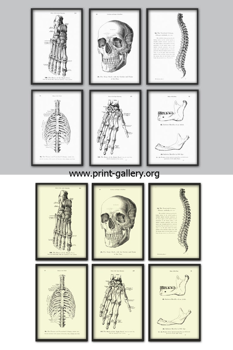 Human Anatomy Print Set of 6, Vintage Anatomy Home Decor, Antique Book ...