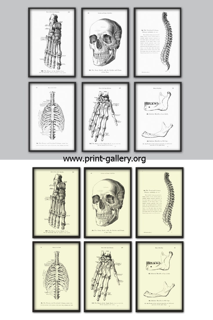 Human Anatomy Print Set of 6 Vintage Anatomy Home Decor | Etsy