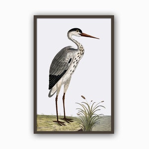 Birds Print,  Antique Bird Illustration, Heron Picture, Large Scale Wall Art Decor