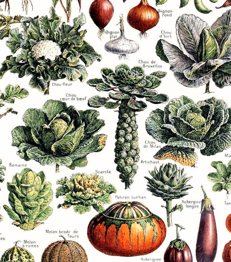 Vegetable Print Vegetable Poster Kitchen Wall Art Etsy