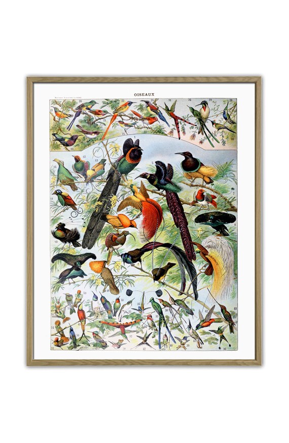 Antique Birds Print, Tropical & Paradise Birds, Zoology Wall Art