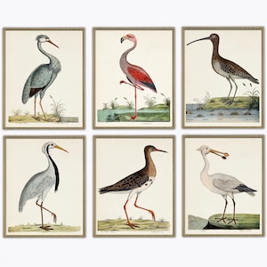 Birds Print Set, Wall Art Decor, Antique Bird Illustration, Ornithology Posters Set of 6