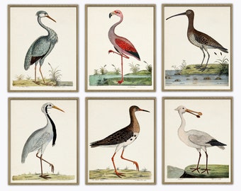 Antique Bird Illustration Print Set, Ornithology Poster