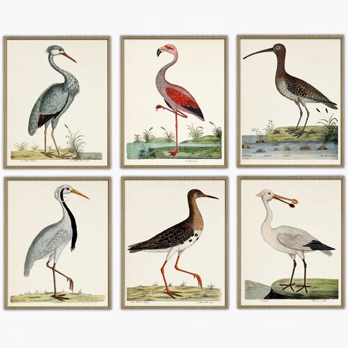 Birds Print Set Wall Art Decor Antique Bird Illustration Etsy