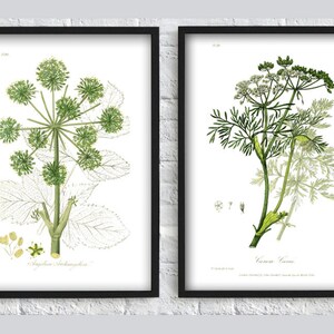 Plant Print Botanical Print Grass Print Vintage Botanical Illustration Print Set of 2