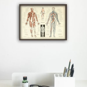 Muscles humains Corps Antique Anatomie Mur Art Print Squelette Humain Biologie Étudiant Idée Cadeau Anatomie Antique Décor À La Maison image 4