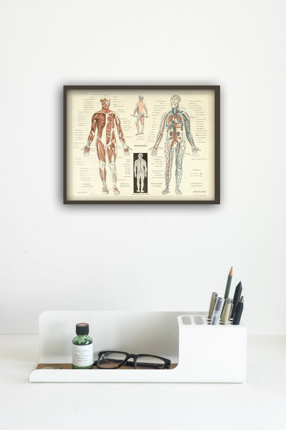 Human Muscles Body Antique Anatomy Wall Art Print - Human Skeleton ...