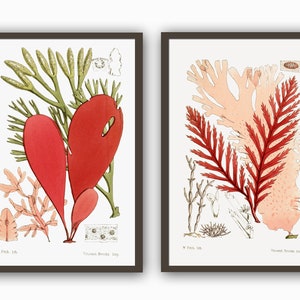 Algae Print Seaweed Print, Marine Biology Art, Nautical Print,  Bathroom Wall Art Decor, Botanical Prints