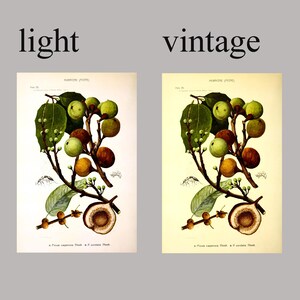 Botanical Wall Art Print Set of 6, Home Decor, Botanical Illustration, Plant Gallery, Plant Poster, Plant Decor image 7