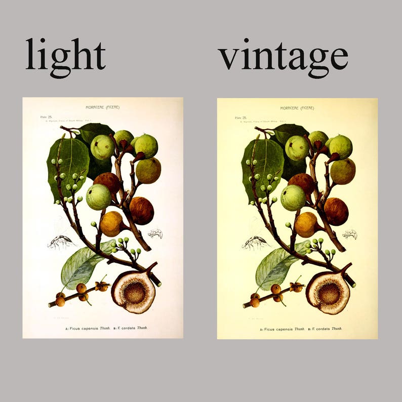 Botanical Wall Art Print Set of 6, Home Decor, Botanical Illustration, Plant Gallery, Plant Poster, Plant Decor image 7
