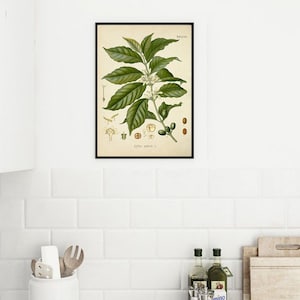 Kaffeplantatryck - Kaffeplantakonst - Kaffeposter - Väggkonsttryck - Köksdekoration-382 bild 4