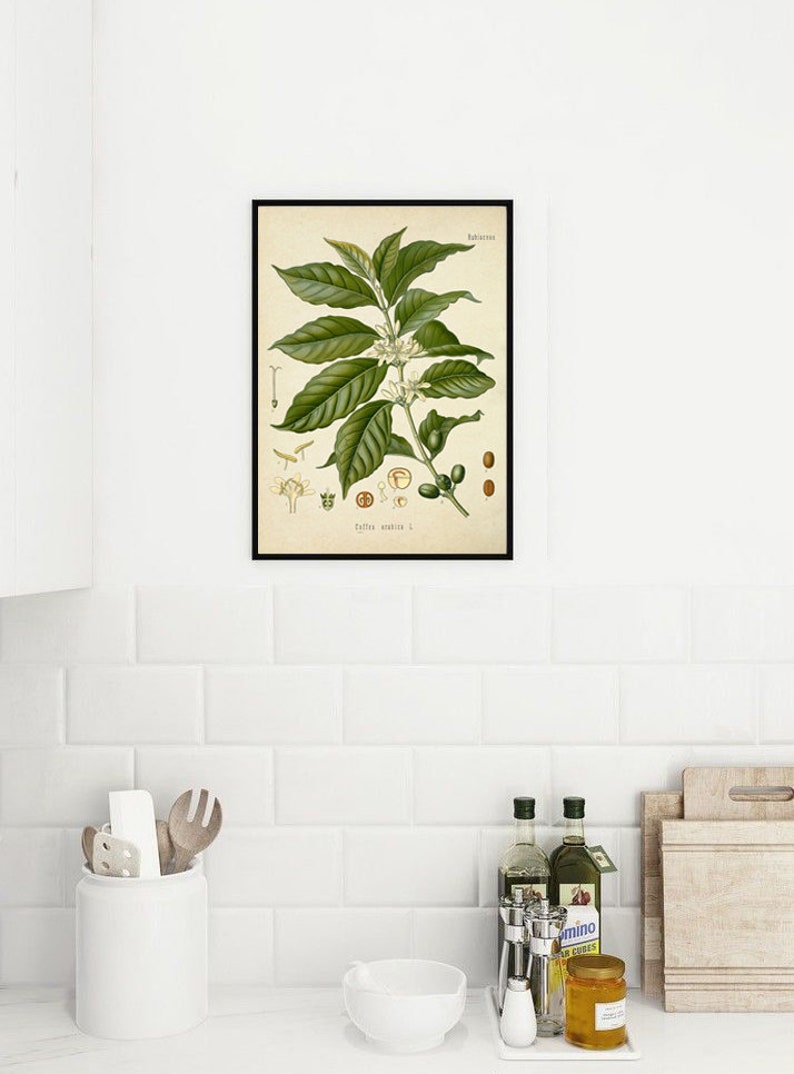 Kaffeplantatryck - Kaffeplantakonst - Kaffeposter - Väggkonsttryck - Köksdekoration-382 bild 4