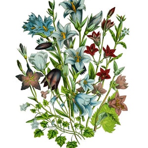 May include: A bouquet of blue, red, and purple wildflowers with green leaves and stems. The flowers are arranged in a loose, natural style.