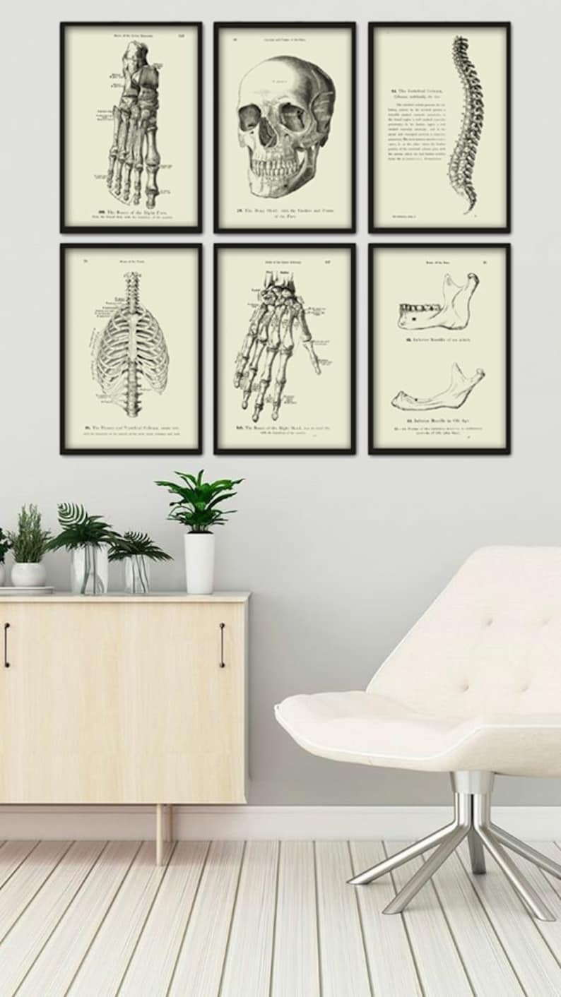Human Skeleton Bones Print Set of 6 - Human Skull Wall Art - Anatomy ...