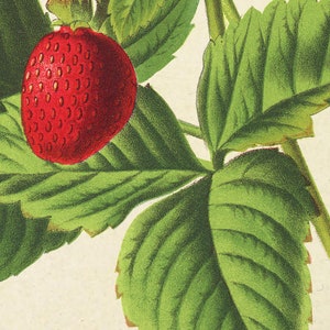 Antique Strawberry Print, Berry Botanical Illustration, Kitchen Berry Wall Art Decor, Berry Poster image 6