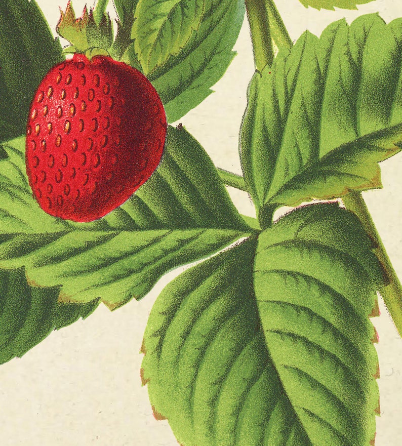 Antique Strawberry Print, Berry Botanical Illustration, Kitchen Berry Wall Art Decor, Berry Poster image 6