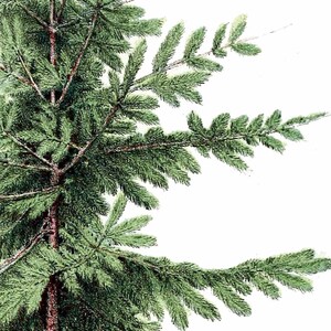 May include: A close-up of a green coniferous tree with branches and needles. The tree is isolated against a white background.