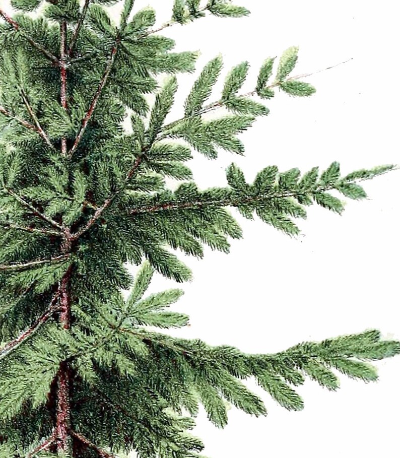 Christmas Tree Print Botanical Vintage Home Decor Christmas Etsy