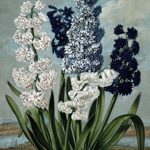 May include: A bouquet of three hyacinth flowers in shades of white, blue, and dark blue. The flowers are arranged in a vase and are surrounded by green leaves.