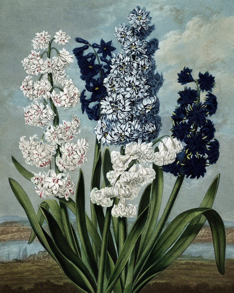 May include: A bouquet of three hyacinth flowers in shades of white, blue, and dark blue. The flowers are arranged in a vase and are surrounded by green leaves.