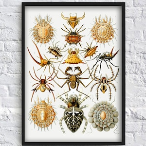 Insect Print - Insect Poster - Ernst Haeckel Art - Wall Art Print - Etymology poster