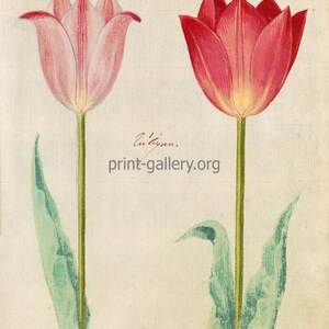 May include: Two watercolor illustrations of tulips. The tulip on the left is pink with a white center. The tulip on the right is red with a yellow center. Both tulips have green stems and leaves. The text "No. 177." is in the top left corner and "No. 154." is in the top right corner.