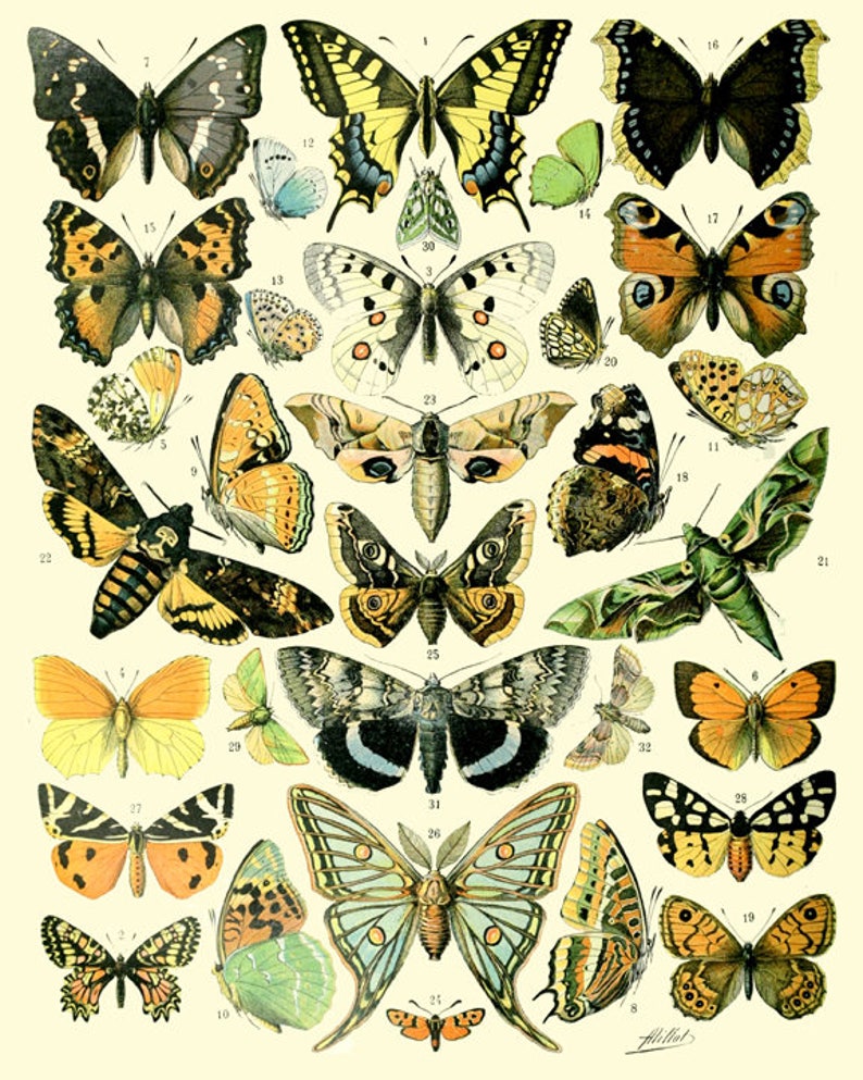 Butterfly Print Butterflies Set of 3 Butterfly Wall Art Etsy