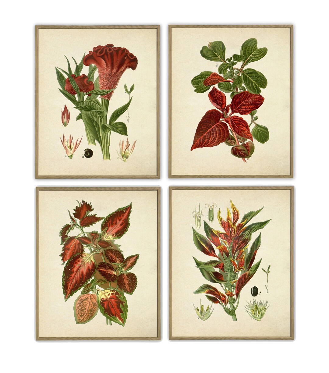 Red Flower Print Set of 4, Large Wall Art Print, Vintage Botanical ...