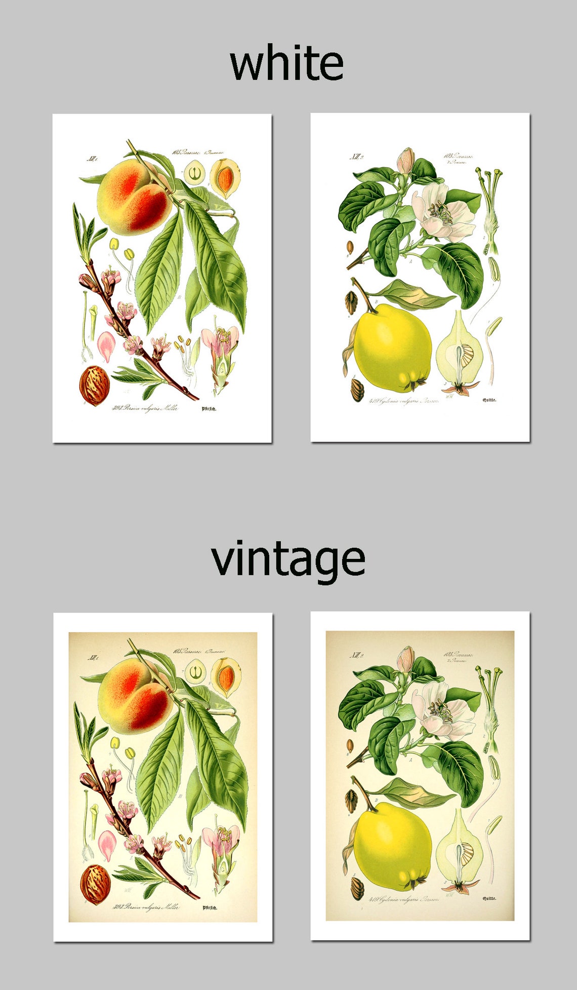 kitchen gallery wall art set of 6, vintage fruit... Vintage Fruit Botanical Print Set, Kitchen Gallery Wall Art Art-130(2 ...